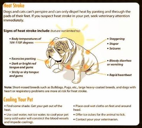signs of dog in heat
